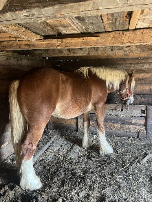 Vând armasar sau schimb cu iapa