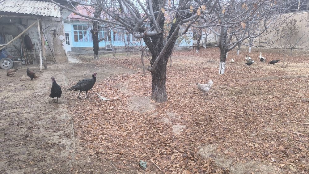 G'oz, o'rdak, kurka, indyutka, tovuq va xoroz sotladi