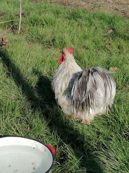 Vând gâște și găini cochinchina uriaș