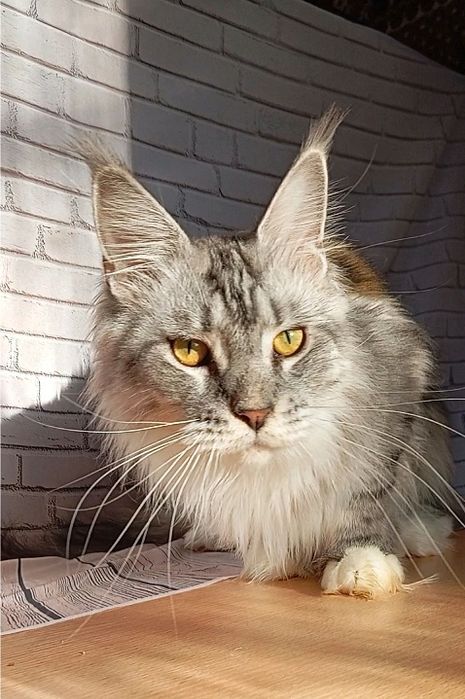 Подрощеные котята Мейн Кун. Питомник  "Fluffy Tale"