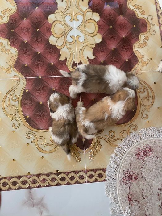 Jucării pt copii