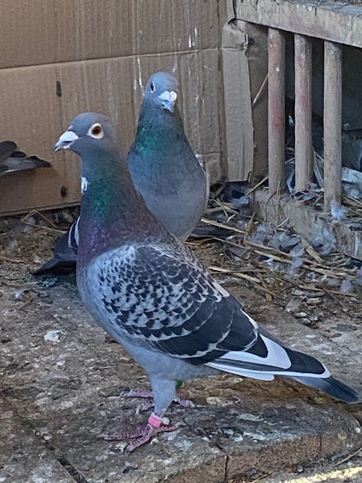 Vând porumbei voiajori pentru concurs