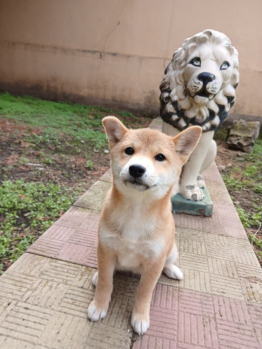 Shiba Inu – femelă superbă, rasă pură, temperament echilibr