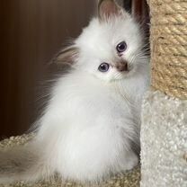 Продаются белые котяте