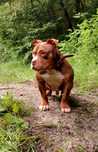Ocazie! American bully calitate superioară ABKC