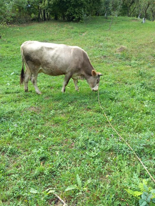 Vacă de vânzare în vulcana de sus județul Dâmbovița  gestantă în 5 lun