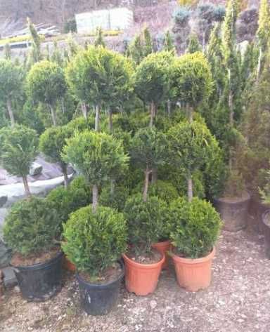 Buxus Spirala PonPon Leilandy Tuia Bonsai