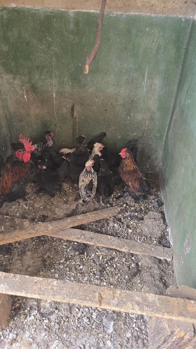 Pasari ,gaini pitice