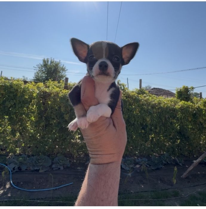 Продавам чихуахуа - момче и момиче