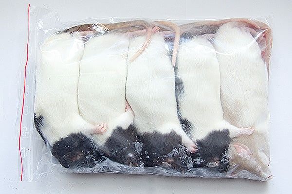 Soareci sobolani congelati hrana reptile