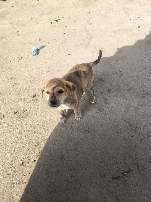 Отдам в хорошие руки щенков дворняжек!