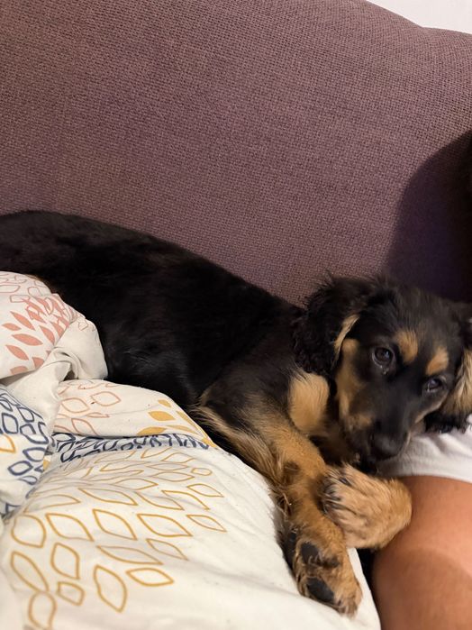 СПЕШНО!!! Подарявам женско кученце на 3 месеца