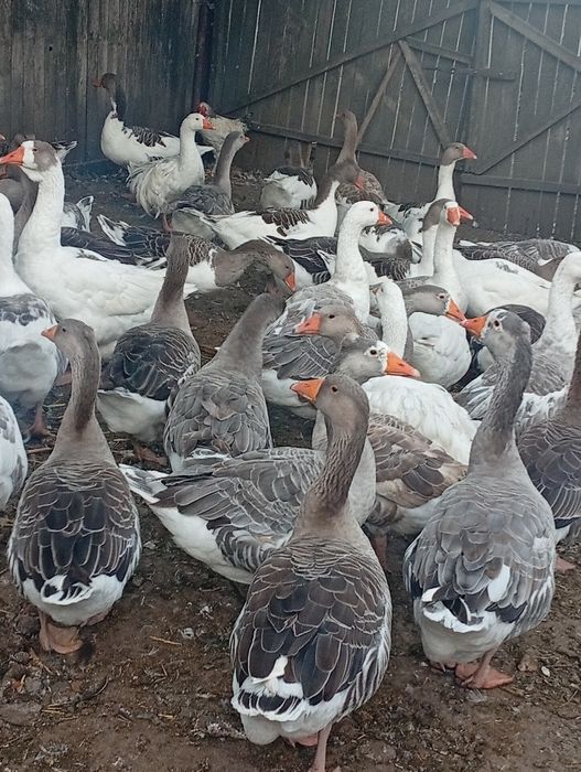 Gâște de vânzare