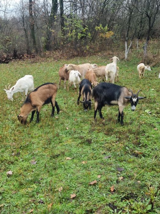 Capre de vanzare [ Romanesti si Alpin Francez ]