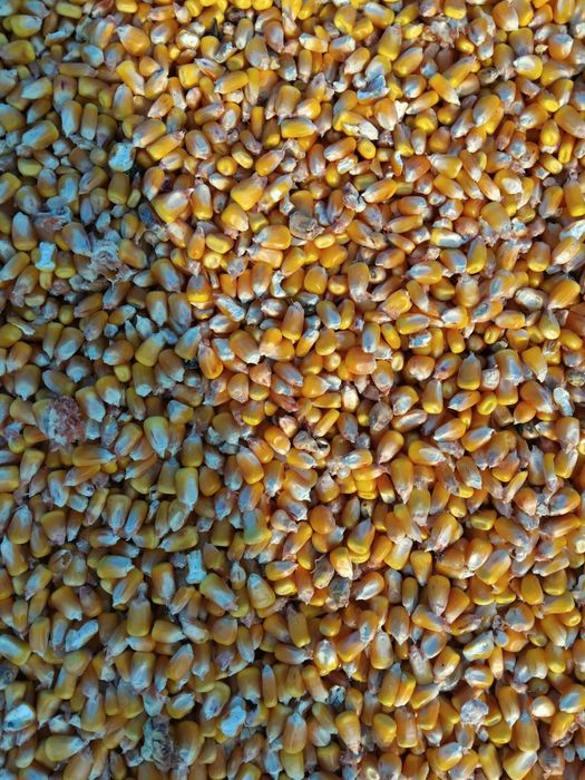 Vând porumb boabe de anul acesta