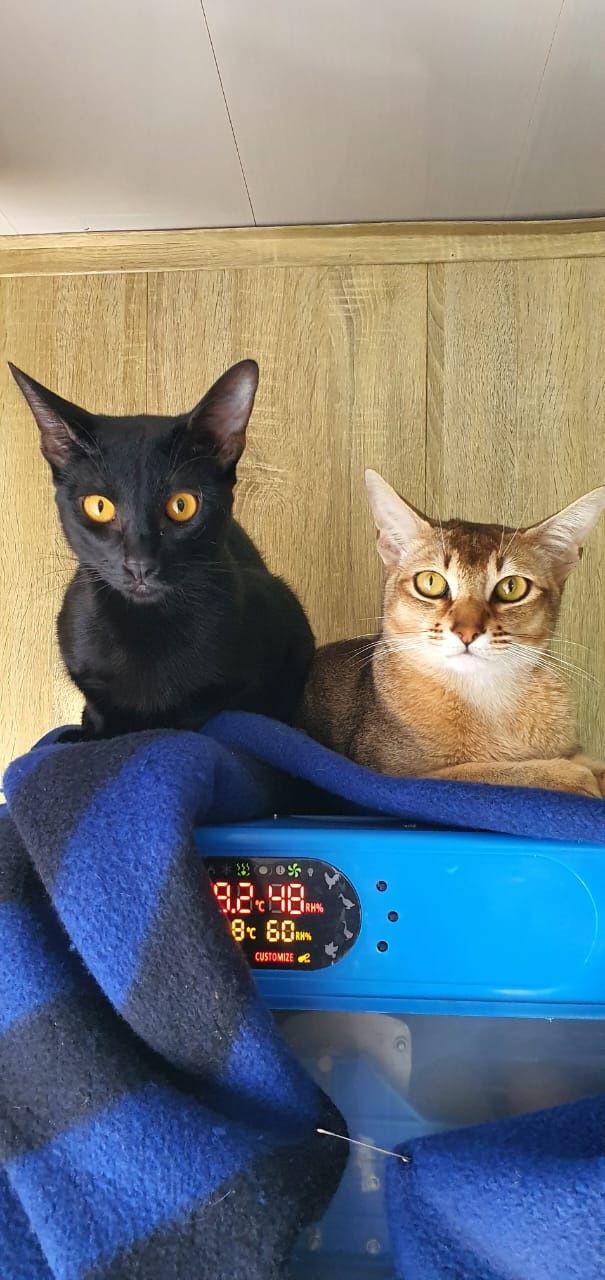 Чаузи аббисинцы коты