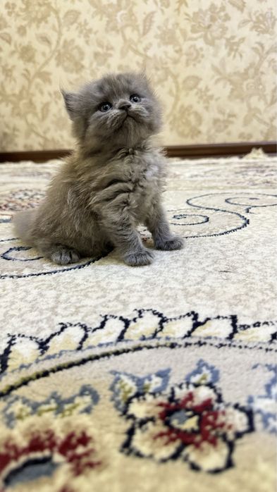 Шикарные Бритнские чистокровные котята