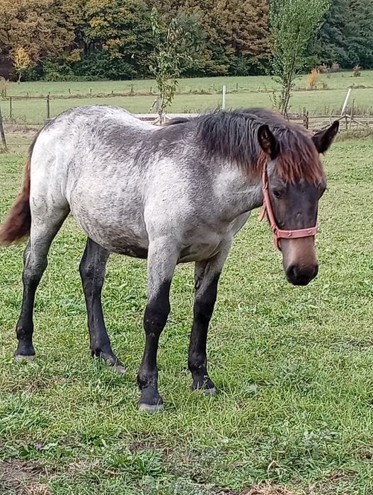 Mânză de 7 luni de pasune
