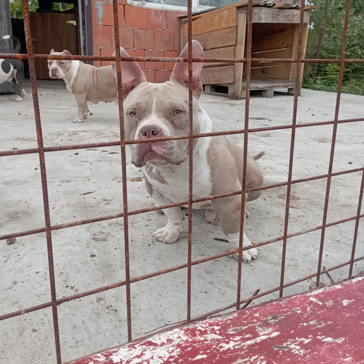 Mascul americanbully pocket