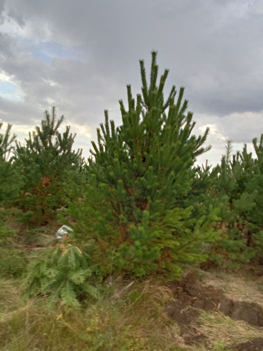 Сосны в большом количестве