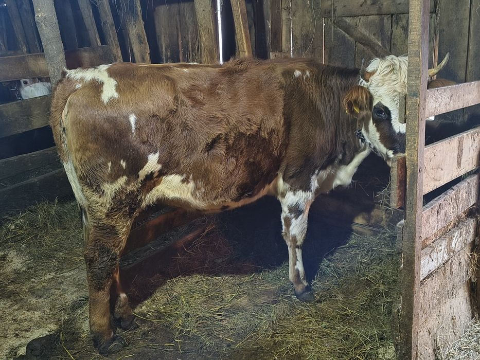 Vind o junică gestantă în 6 luni și o vacă la a două fătare