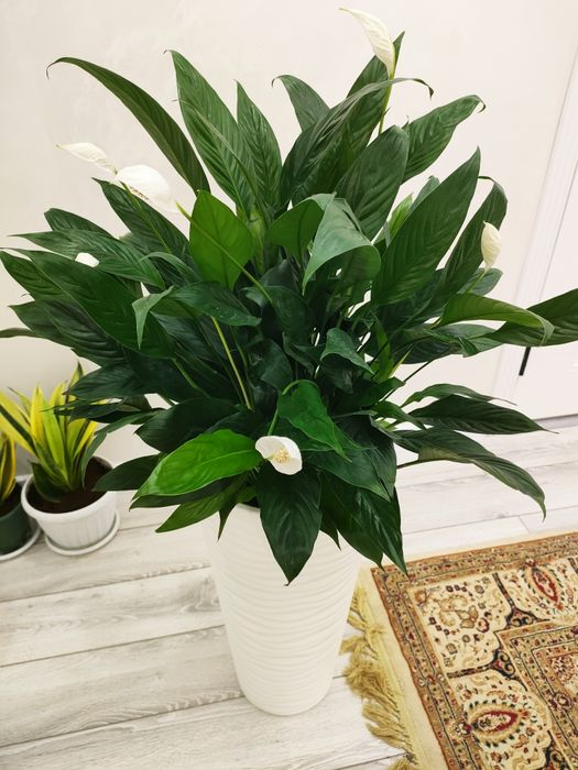 Комнатные растения, доставка