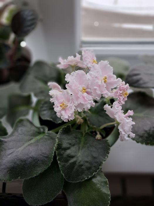 Цветочный мир,красота