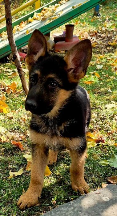 Щенки немецкой овчарки