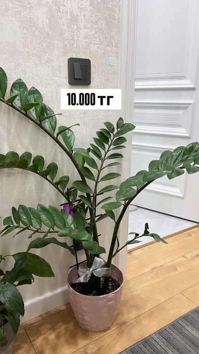 Комнатные растения