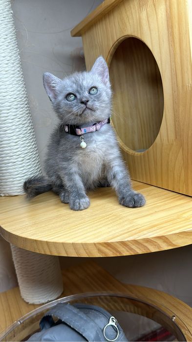 Шикарная плюшевая девочка скоттиш страйт с паспортом