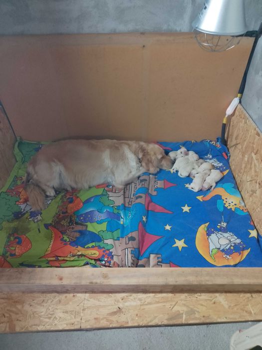 Голдън ретривър бебета