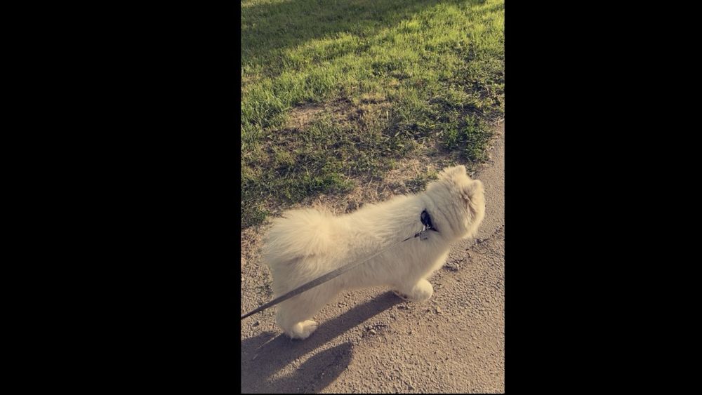 Plimb caini - Zona Pipera, Voluntari, Herastrau, Floreasca, Baneasa