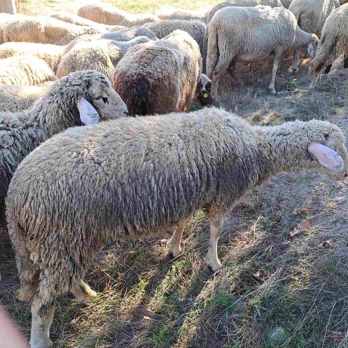 Овце,коч,женски шилета за разплод