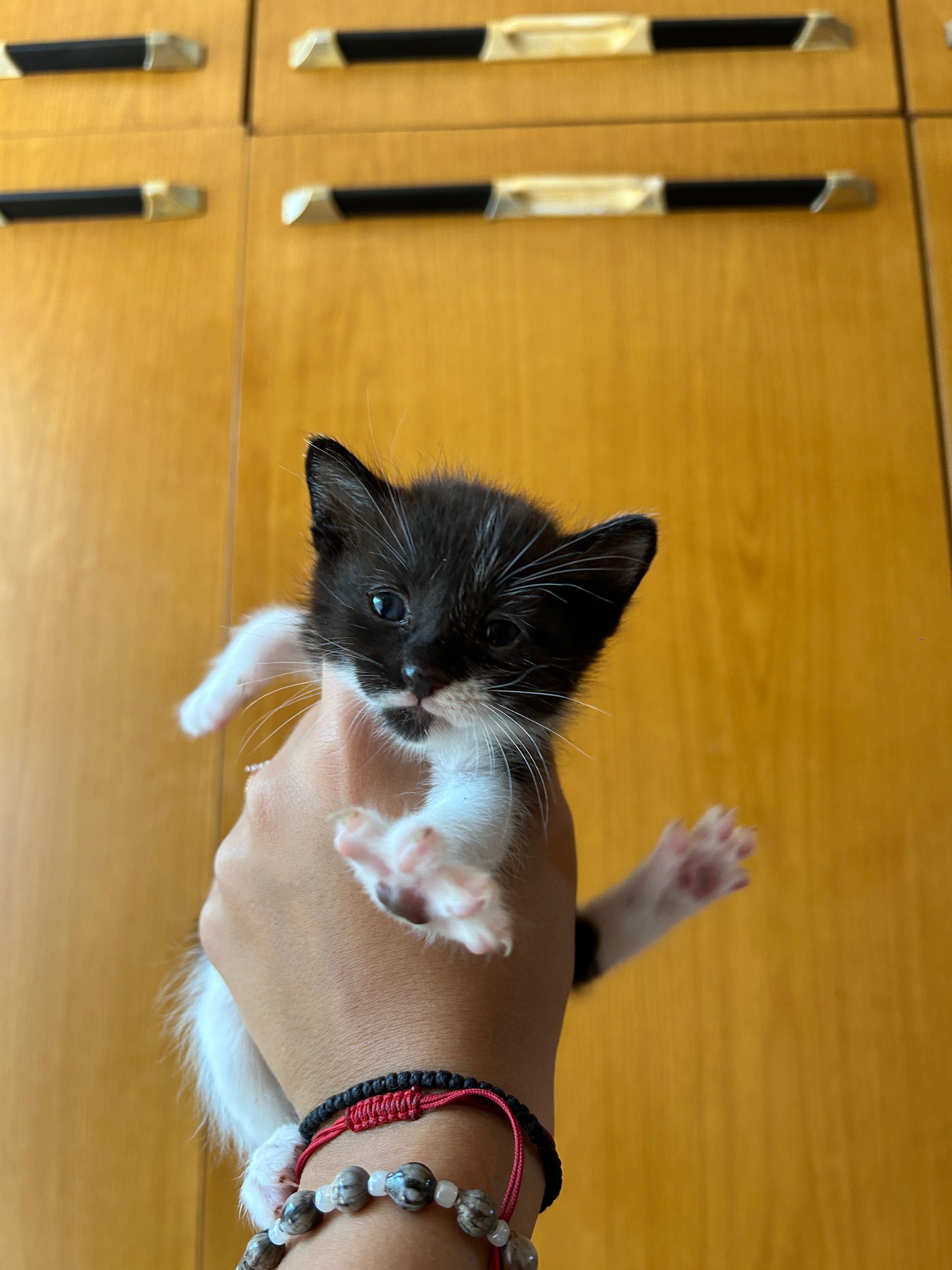 Подарявам котенца