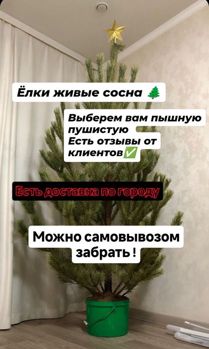 Живые ёлки сосна