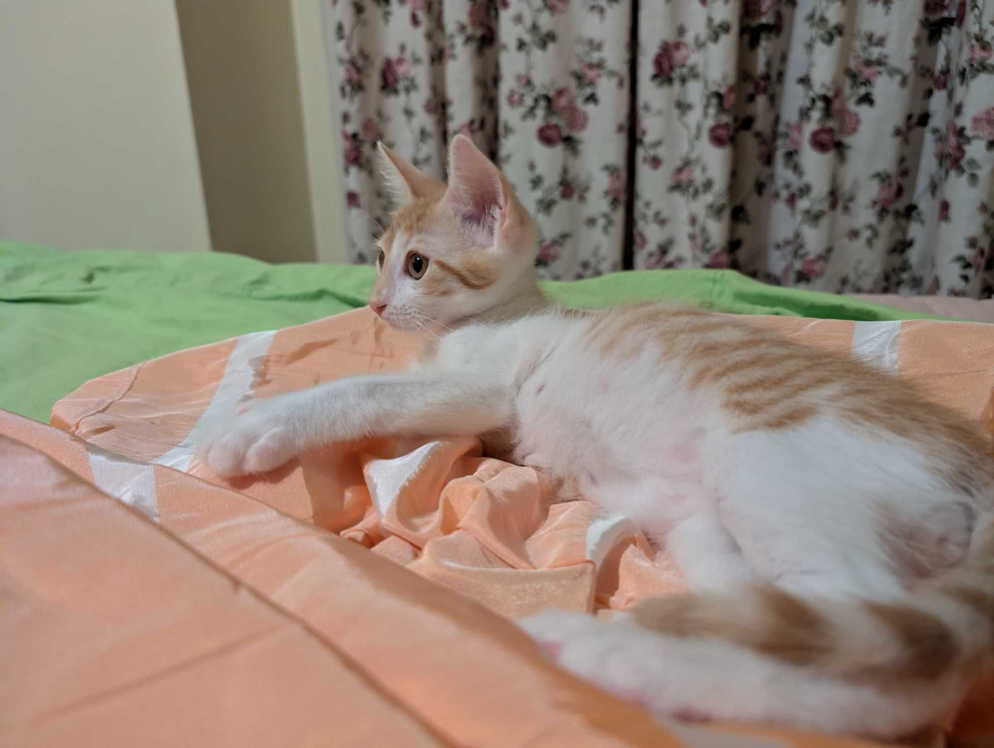 Подарявам 2 котенца