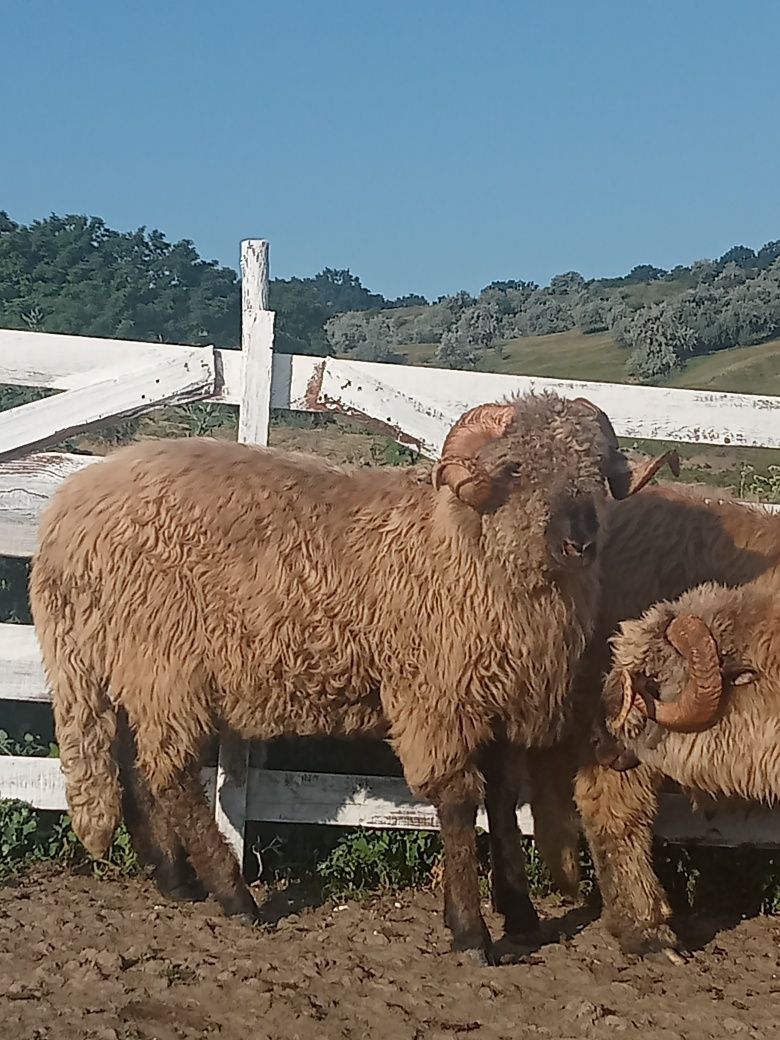 Berbecii bucălai