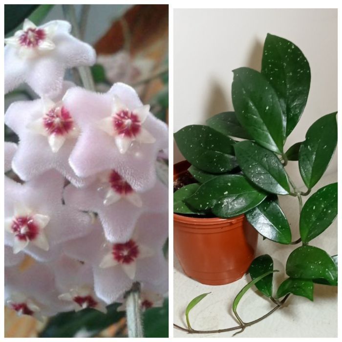 Продам. Хойя - красивоцветущие комнатное растение