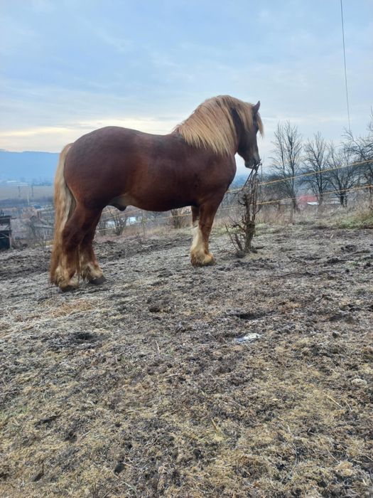 Armăsar 4 ani de vânzare