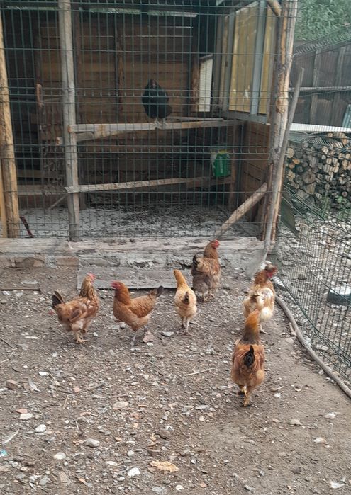 Vând gaini de casă bune de oua rezistente la frig Anghel