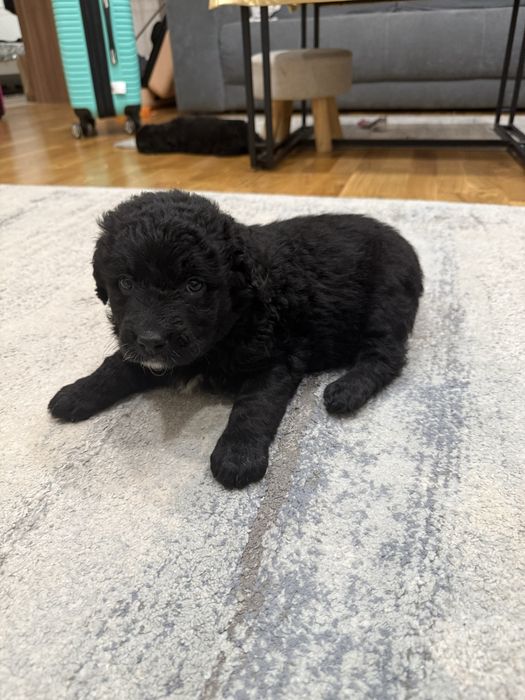 Donez catei metis de labrador