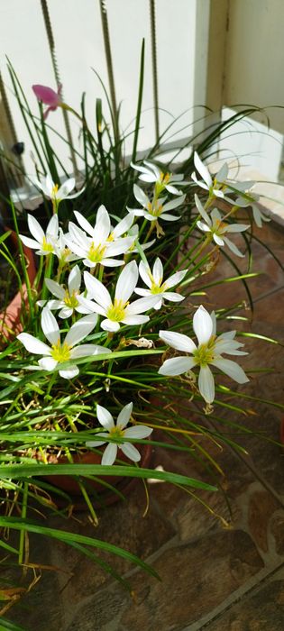 Зефирантес луковици