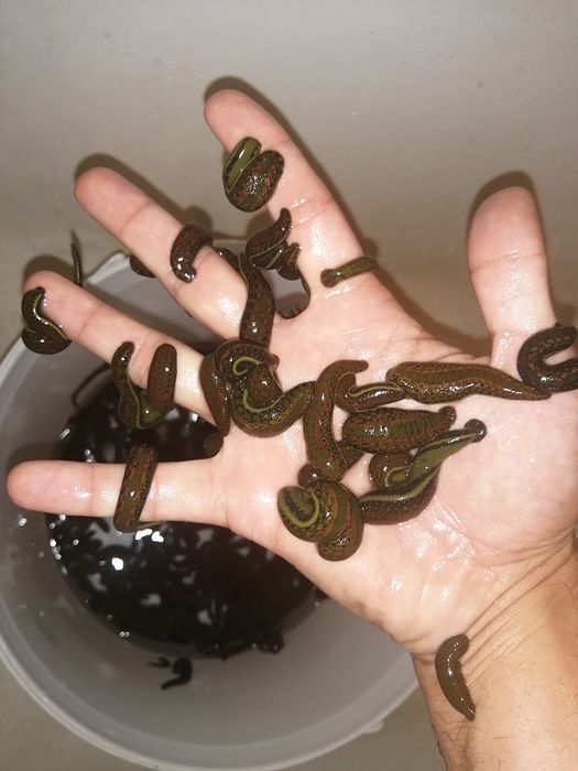 Zluk sotiladi dona optom