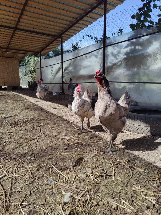 Vând găini Australorp 100 ron