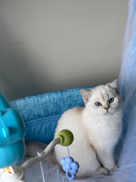 Британска чинчила silver point