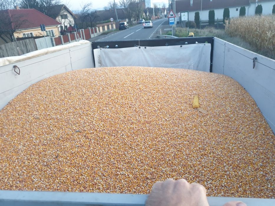 porumb de vanzare  1.1 lei kg