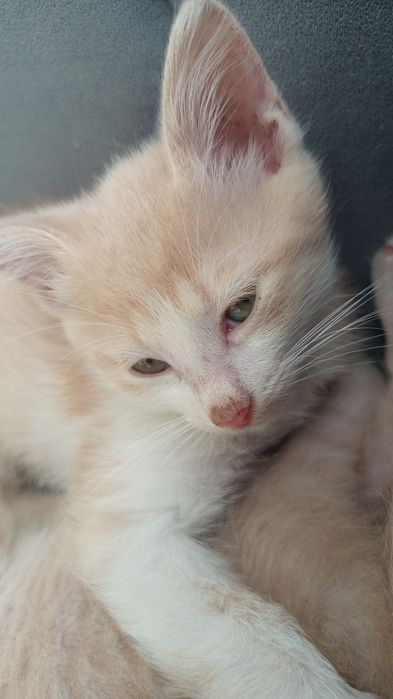 Отдам в хорошие руки котенка ,мальчика 3 месяца