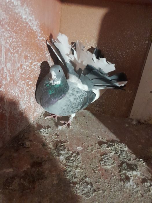 Vând porumbei curcani