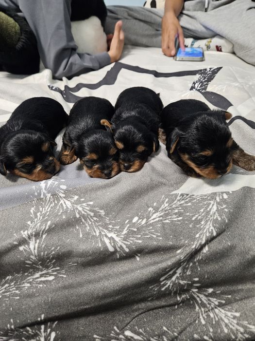 Продавам мини йоркита