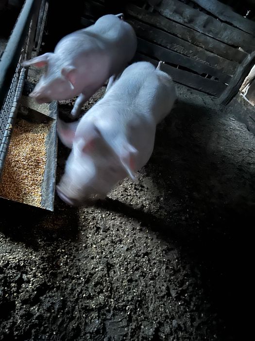 Vând porci grași 100 kg